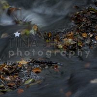 20141003_Lumsdale Valley_0150